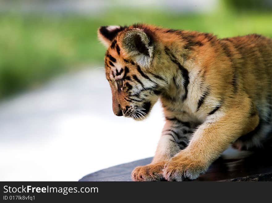 The tiger on a table at zoo.