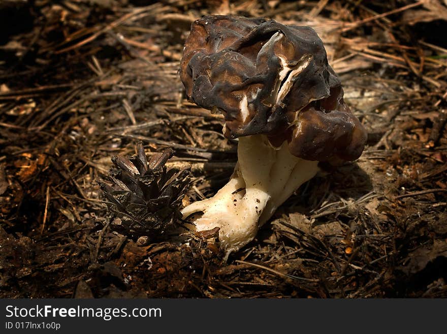 Gyromitra Esculenta (1)