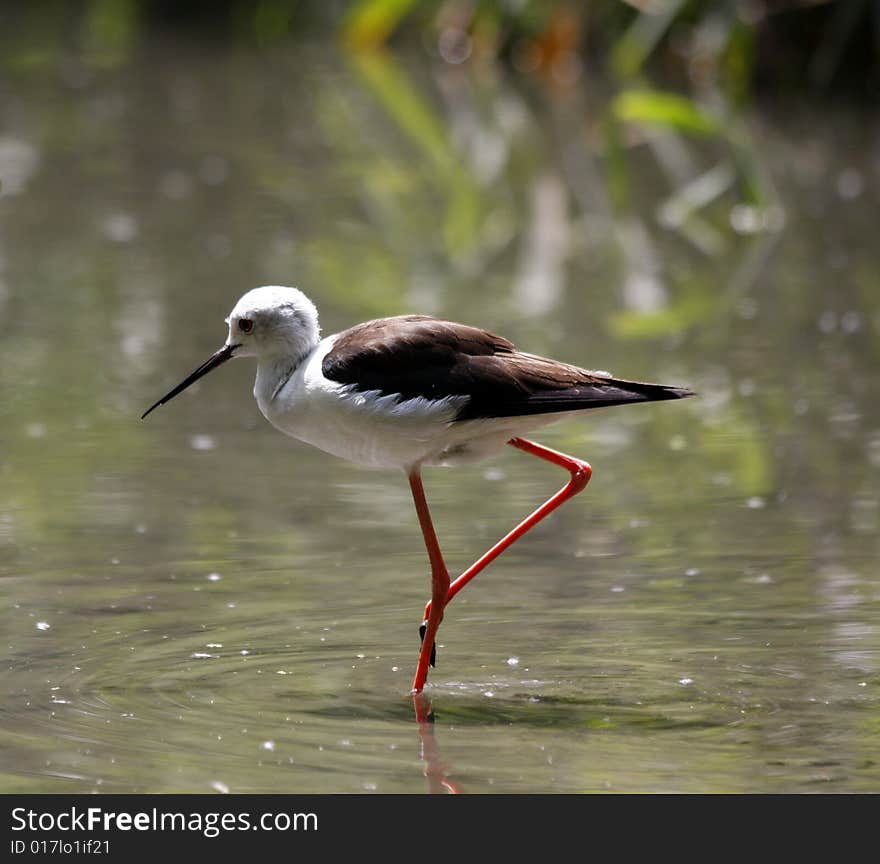 The Cavaliere D'Italia is an elegant bird