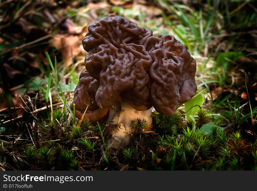 Gyromitra esculenta (2)