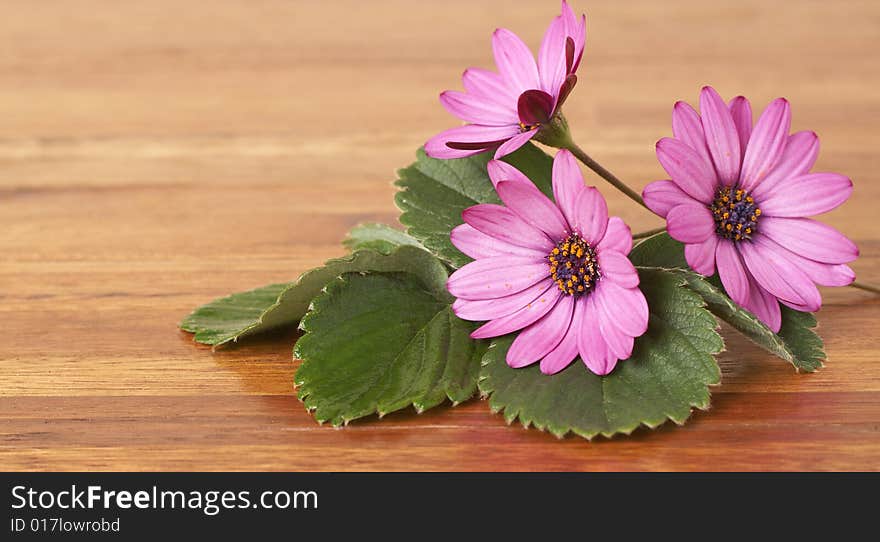 Beautiful pink daisies and green leaves on wooden table background. Very shallow depth of field