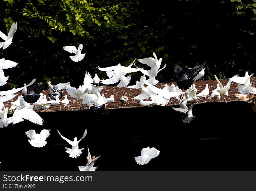 A pigeon in the sunshine outside . A pigeon in the sunshine outside .