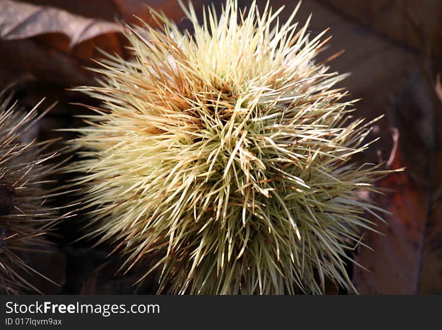 Hedgehog thorns in late autumn on chestnut leaves