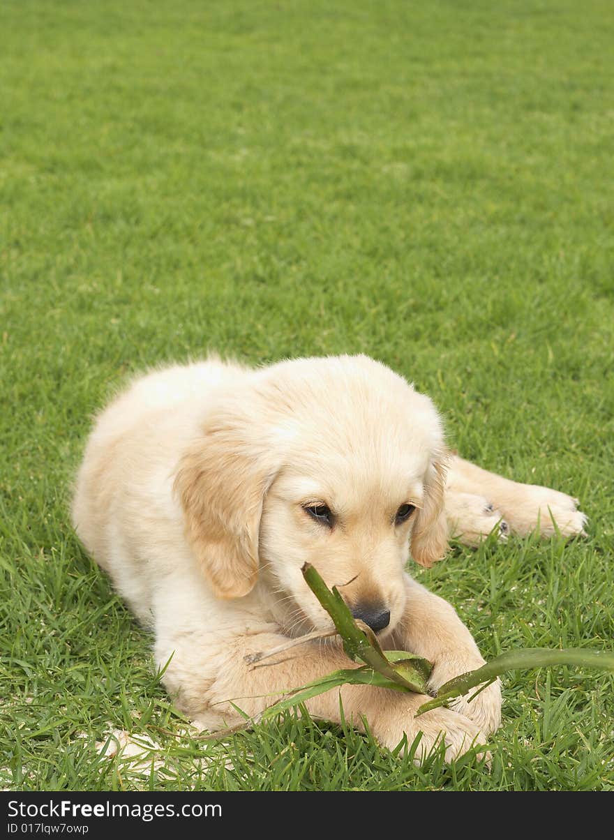 Small obedient golden retriever puppy lying on the green grass holding a plant in his paws. Small obedient golden retriever puppy lying on the green grass holding a plant in his paws