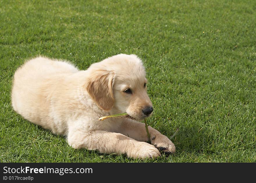 Small golden retriever puppy