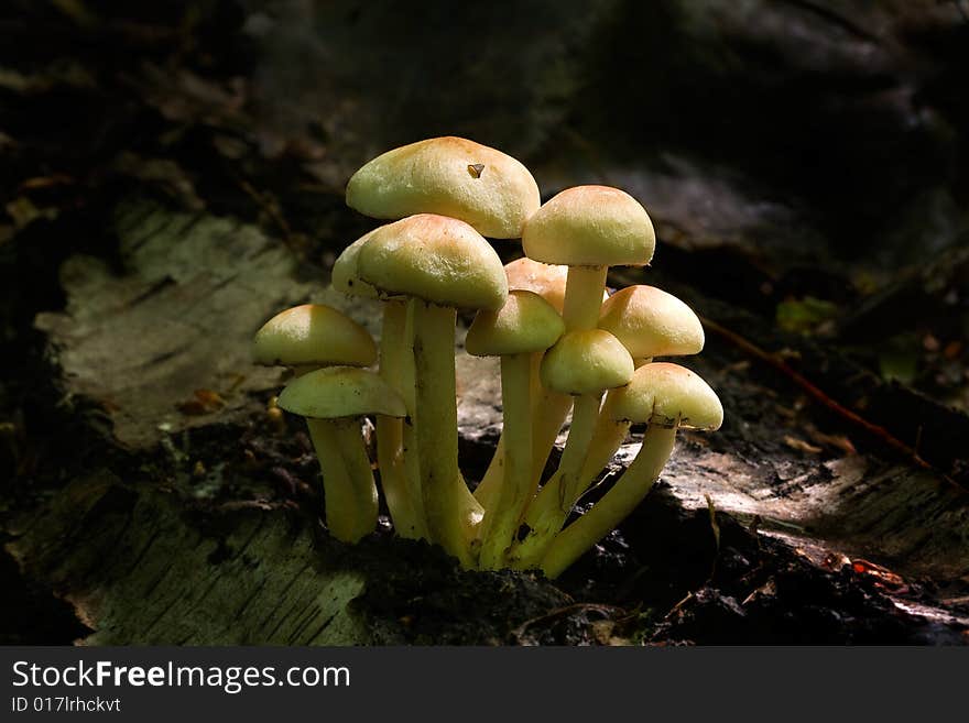 The photos of mushrooms in the native habitat. The photos of mushrooms in the native habitat