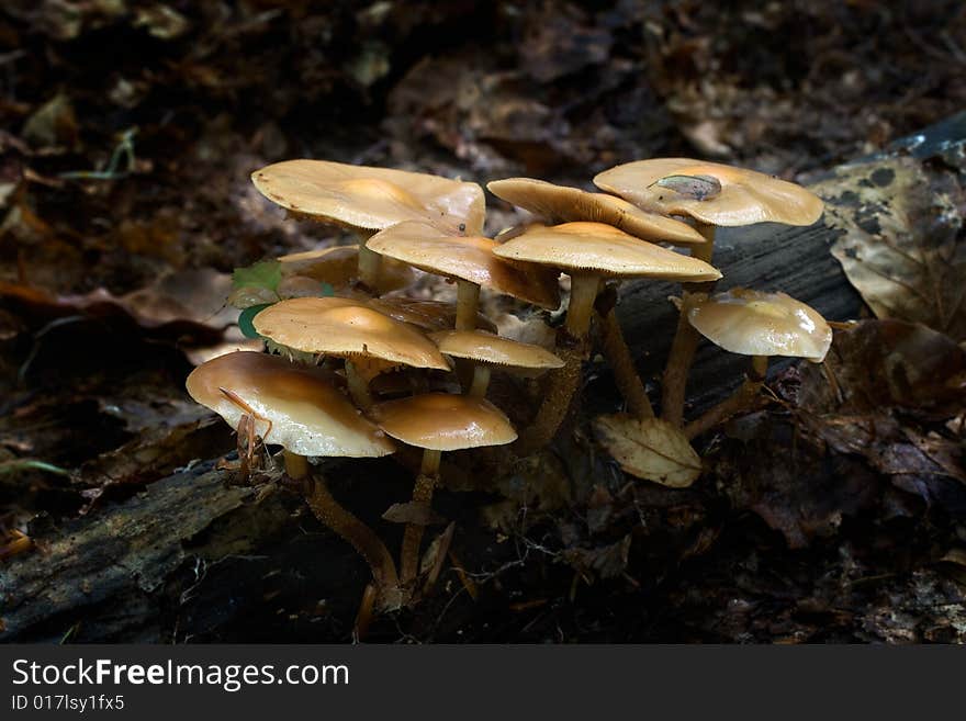 The photos of mushrooms in the native habitat. The photos of mushrooms in the native habitat