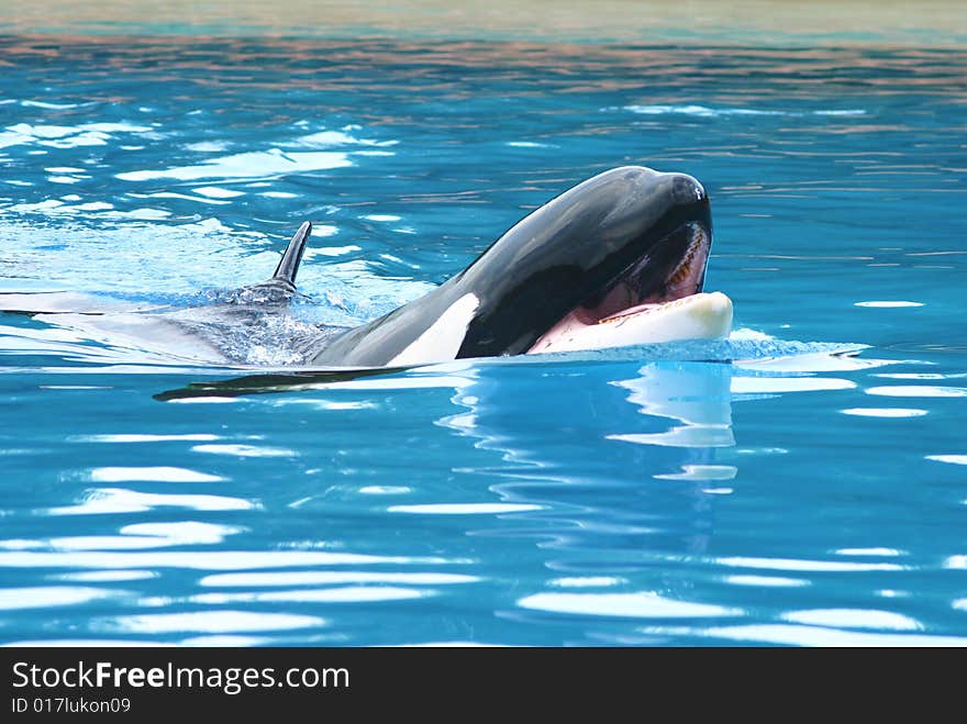 Beautiful killer whale in a crystal clear pool. Beautiful killer whale in a crystal clear pool