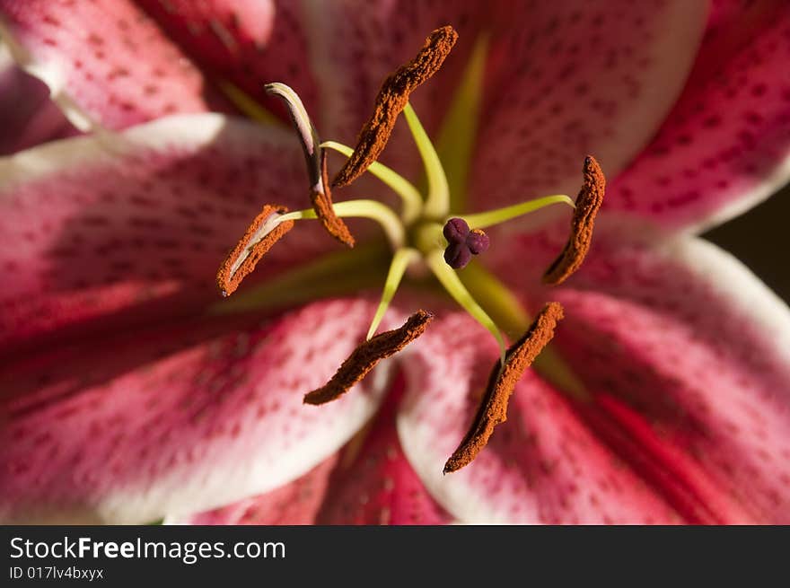 Purple Star Gazer Lily Against A Dark Background