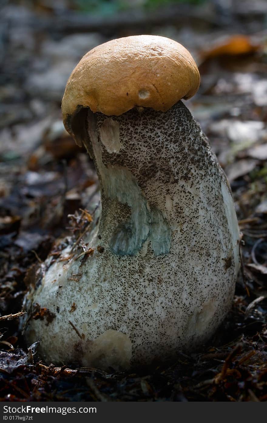 The photos of mushrooms in the native habitat. The photos of mushrooms in the native habitat