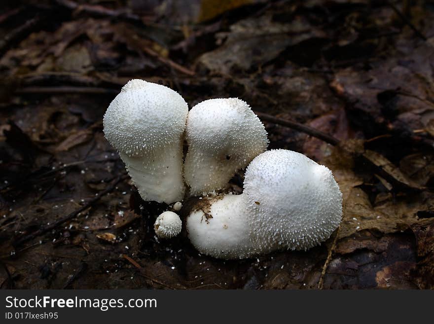 The photos of mushrooms in the native habitat. The photos of mushrooms in the native habitat