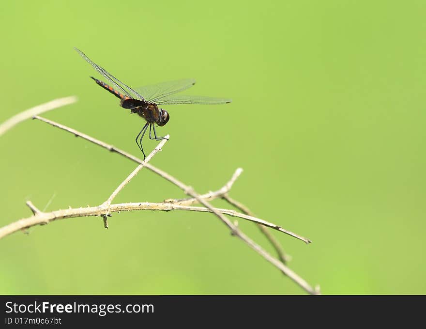 Dragonfly