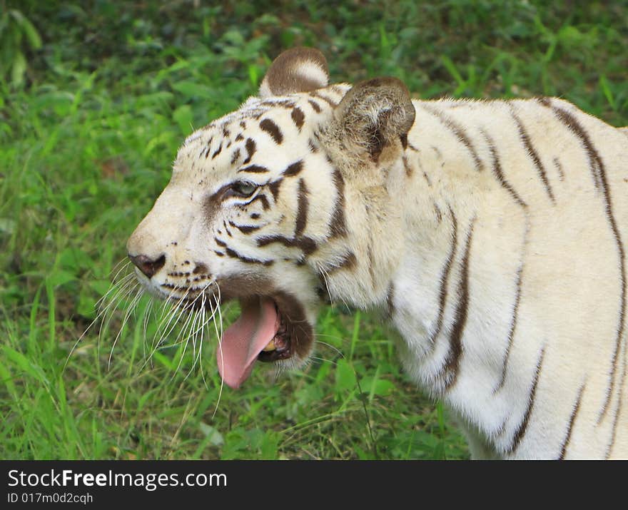 Siberian Tiger is in the meadow