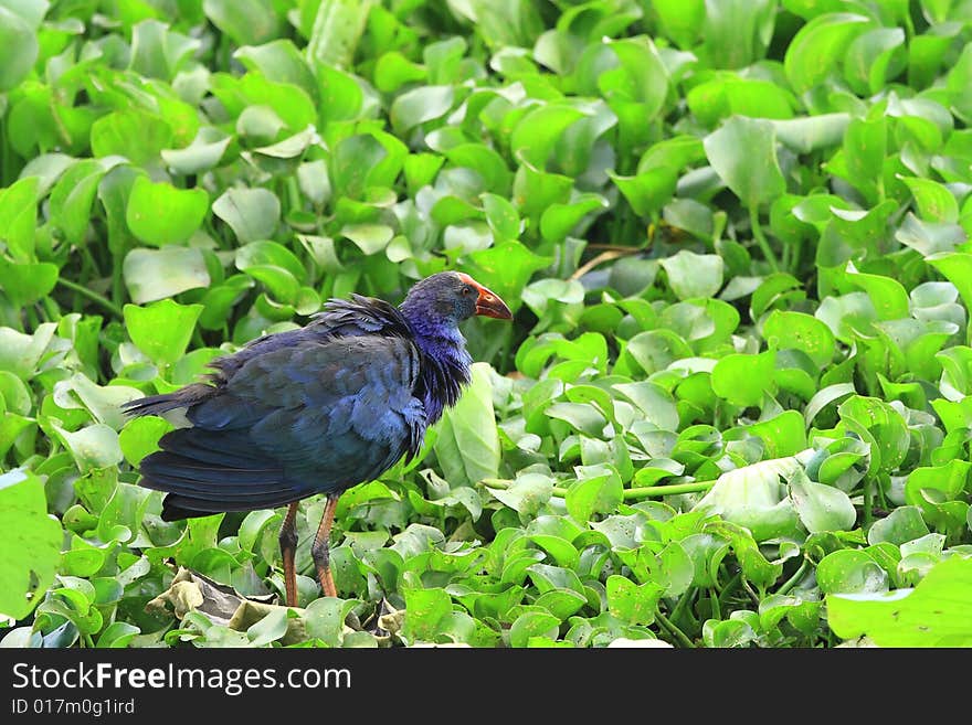 A Swamphen on the water body