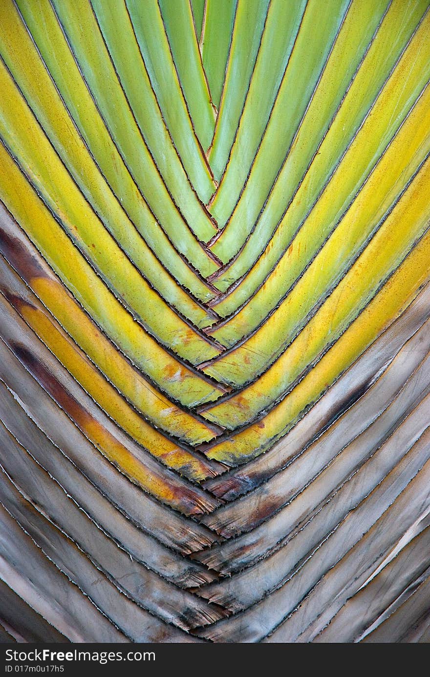 Palm leaf