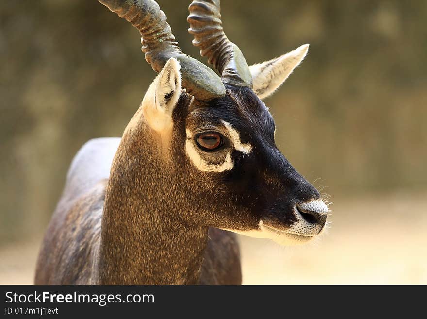 Blackbuck