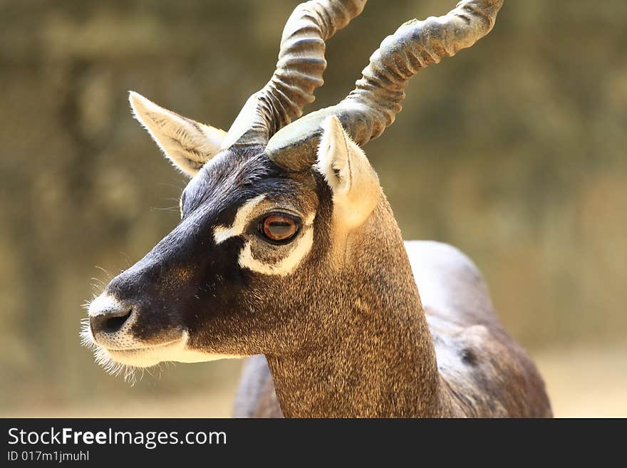 Blackbuck