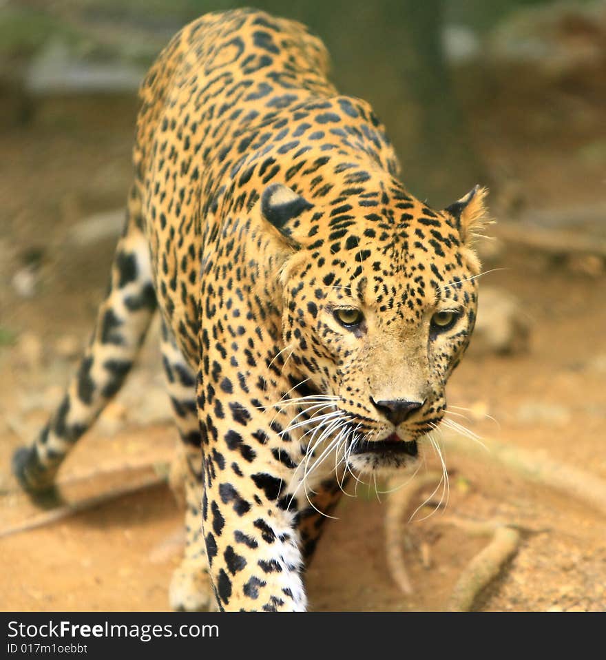 Leopard is looking, the charismatic face and ferocious eye