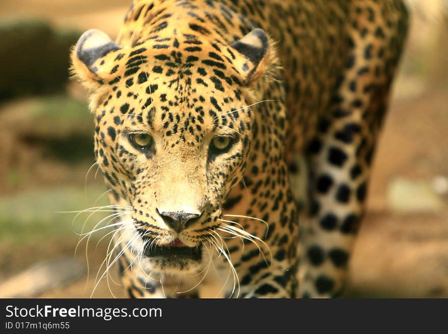 Leopard is looking, the charismatic face and ferocious eye