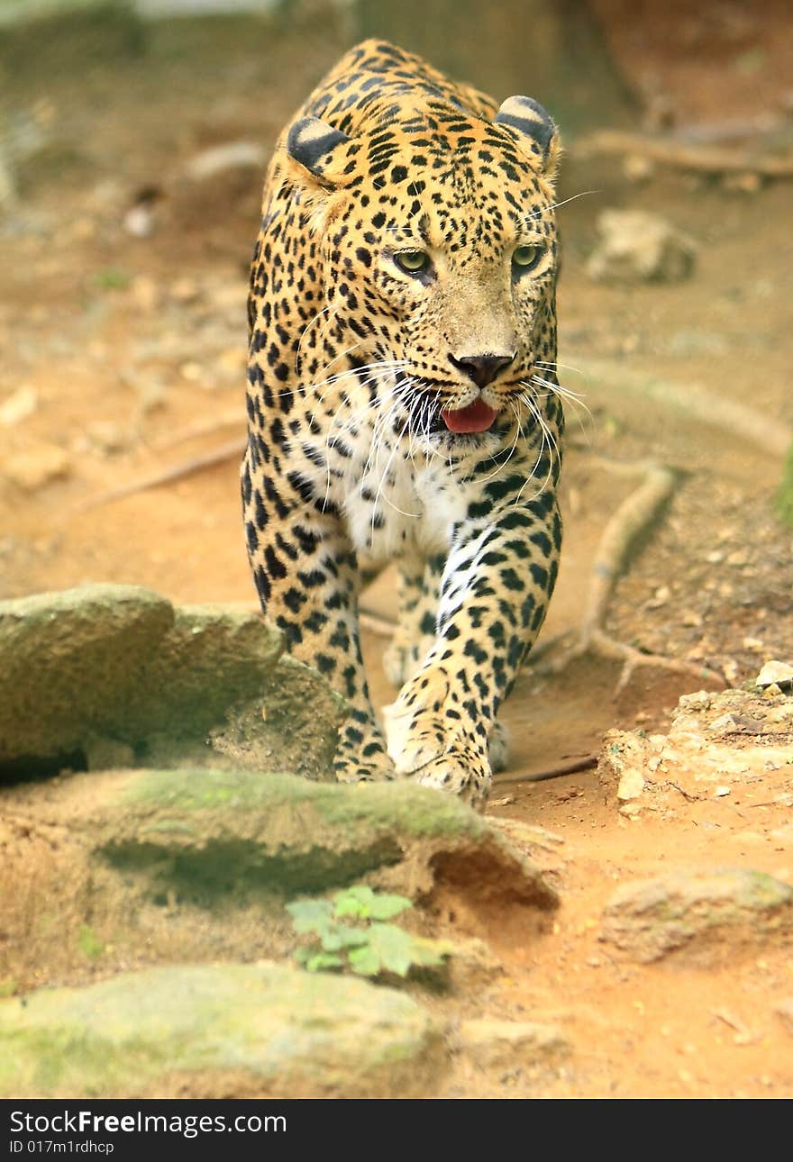 Leopard is looking, the charismatic face and ferocious eye