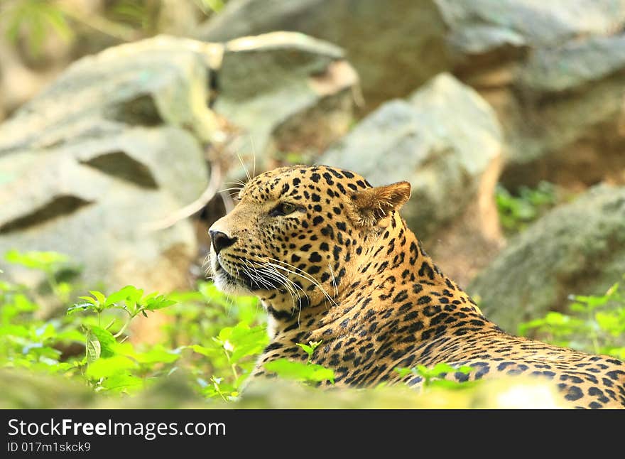 Leopard is looking, the charismatic face and ferocious eye