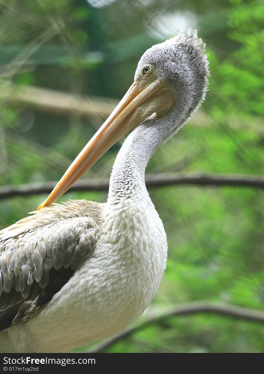 A pelican is any of several very large water birds with a distinctive pouch under the beak belonging to the bird family Pelecanidae.