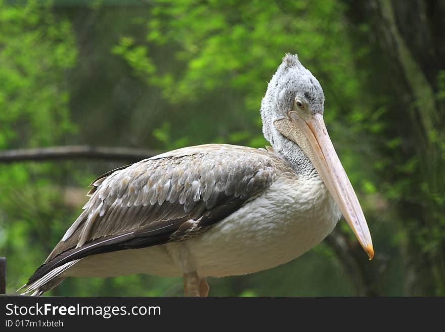 A pelican is any of several very large water birds with a distinctive pouch under the beak belonging to the bird family Pelecanidae.