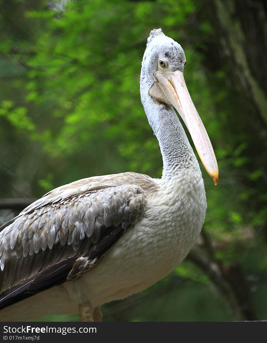 A pelican is any of several very large water birds with a distinctive pouch under the beak belonging to the bird family Pelecanidae.