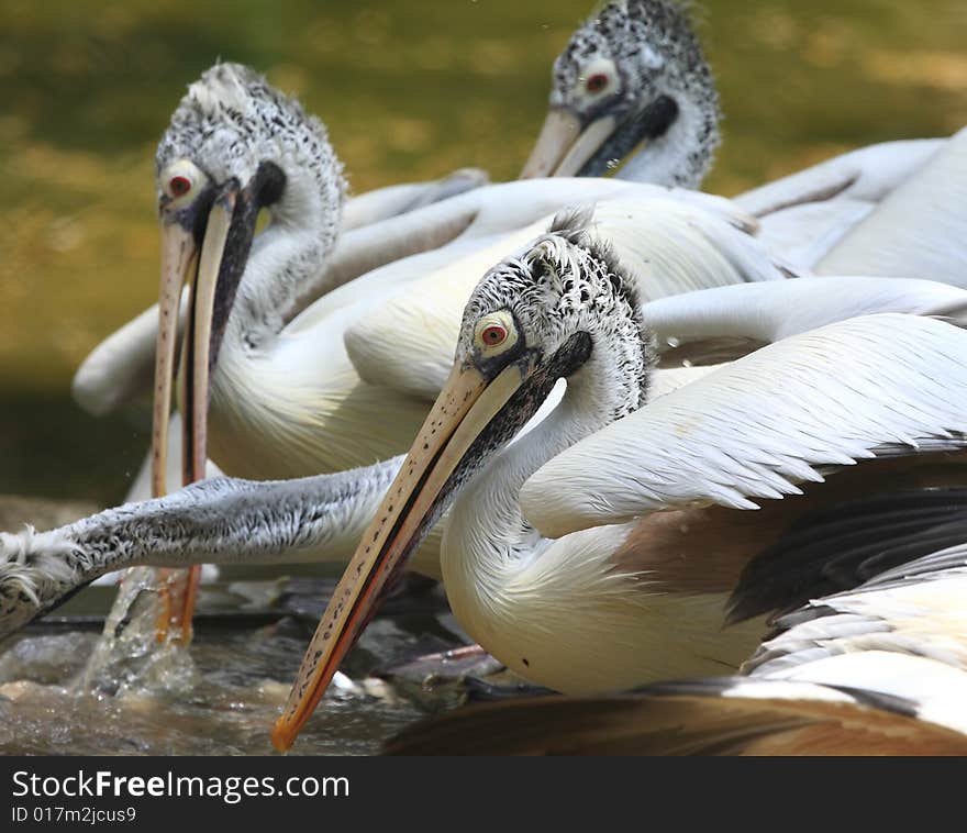 A pelican is any of several very large water birds with a distinctive pouch under the beak belonging to the bird family Pelecanidae.