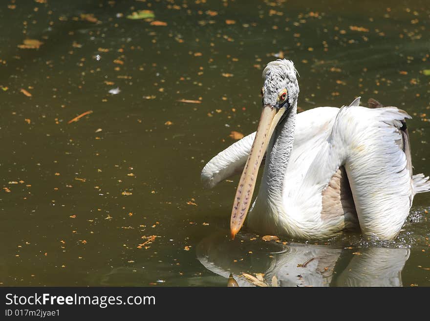 A pelican is any of several very large water birds with a distinctive pouch under the beak belonging to the bird family Pelecanidae.