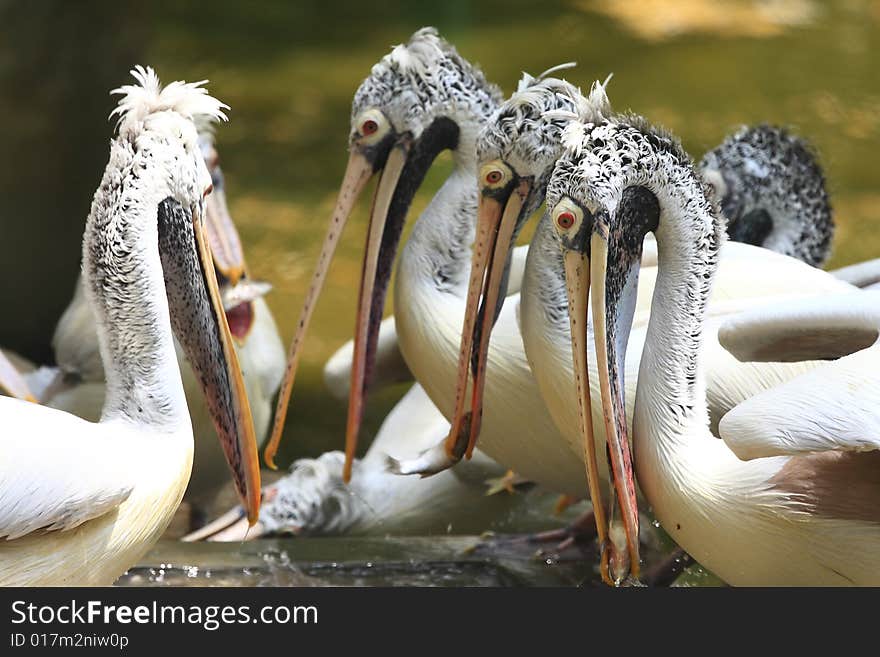 A pelican is any of several very large water birds with a distinctive pouch under the beak belonging to the bird family Pelecanidae.