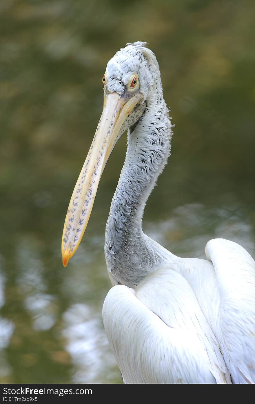 A pelican is any of several very large water birds with a distinctive pouch under the beak belonging to the bird family Pelecanidae.