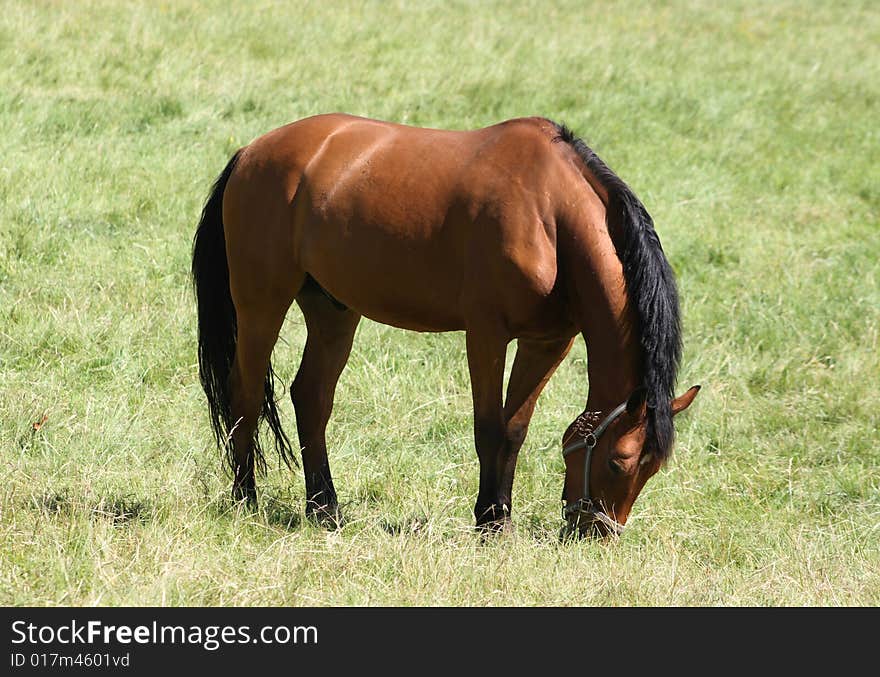 Beautiful brown horse grazing in the grass