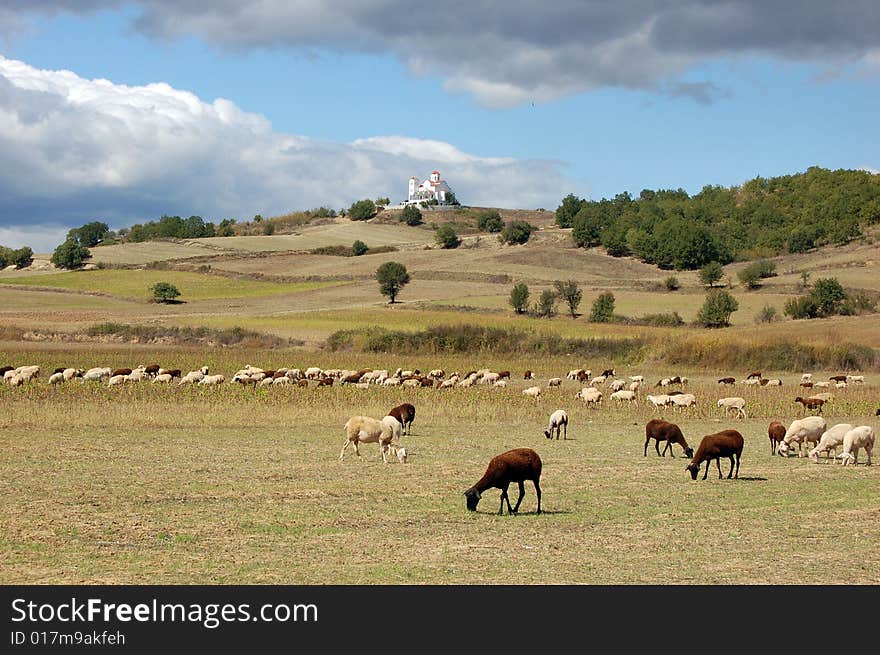 View on a church on a hill and sheeps. View on a church on a hill and sheeps