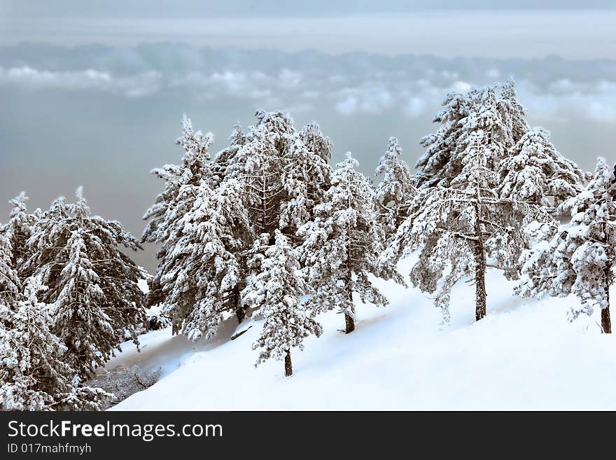 Winter forest covered with snow