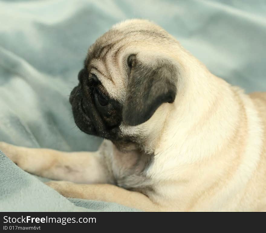 pug puppy on brightly background closeup