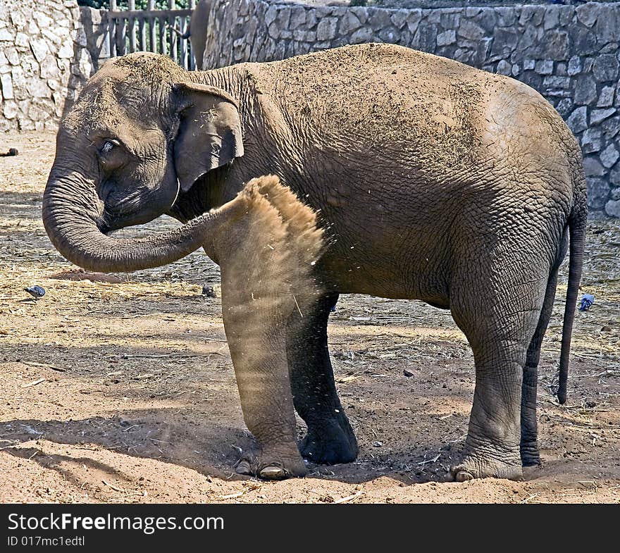 Young asian elephant throwing sand over itself. Young asian elephant throwing sand over itself