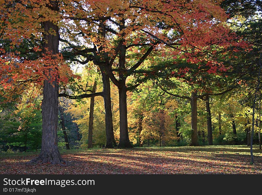 Autumn In The Park