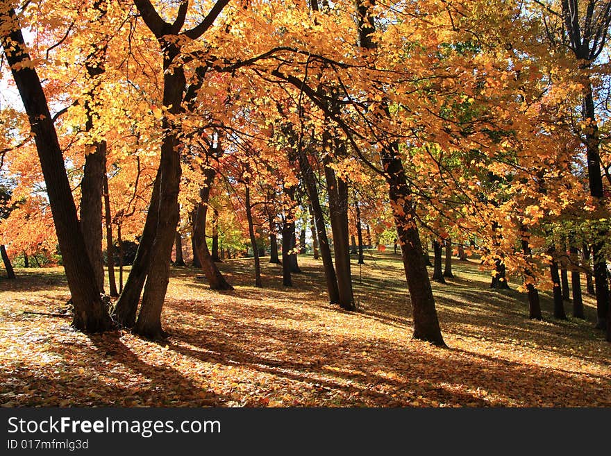 Autumn In The Park