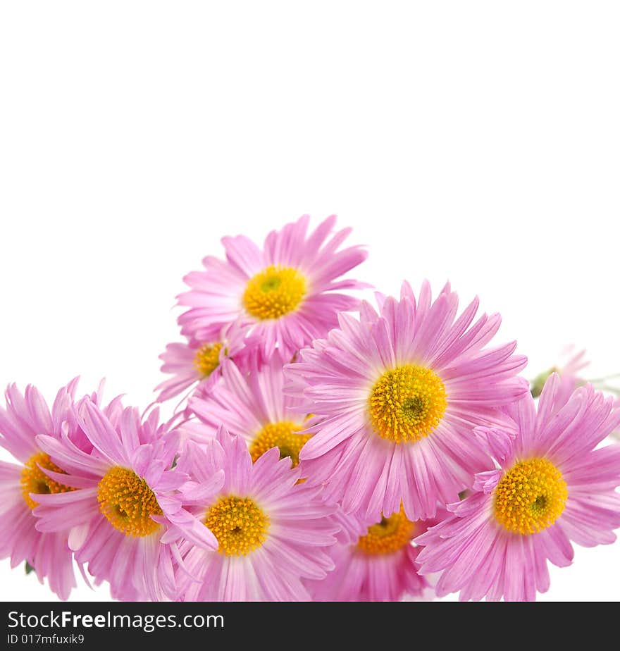 Bouquet of colorful pink chrysanthemum