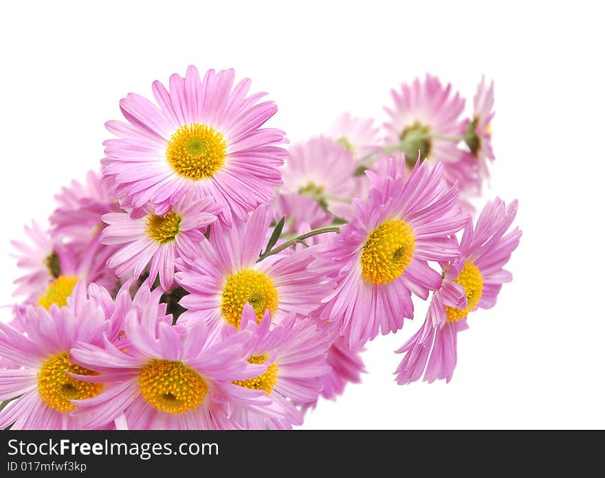 Bouquet of colorful pink chrysanthemum