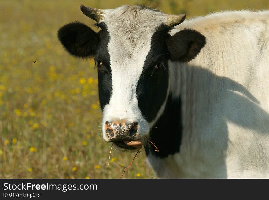 Cow