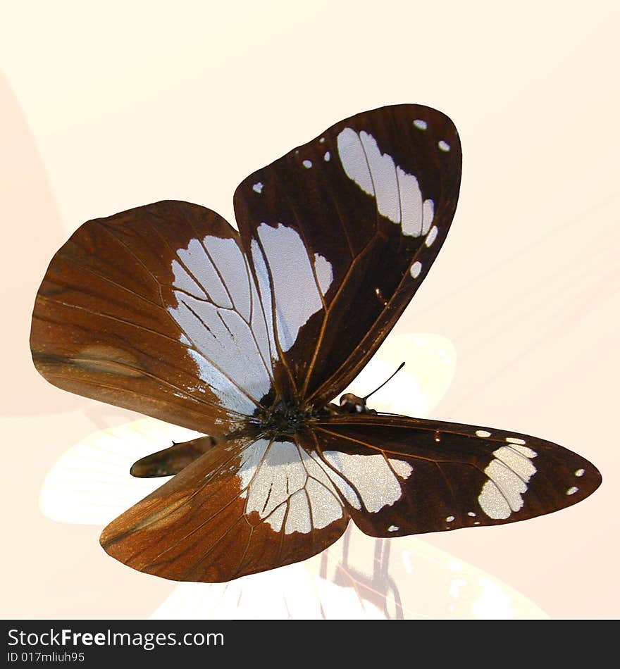 Rendered image of a beautiful butterfly - with Clipping Path. Rendered image of a beautiful butterfly - with Clipping Path