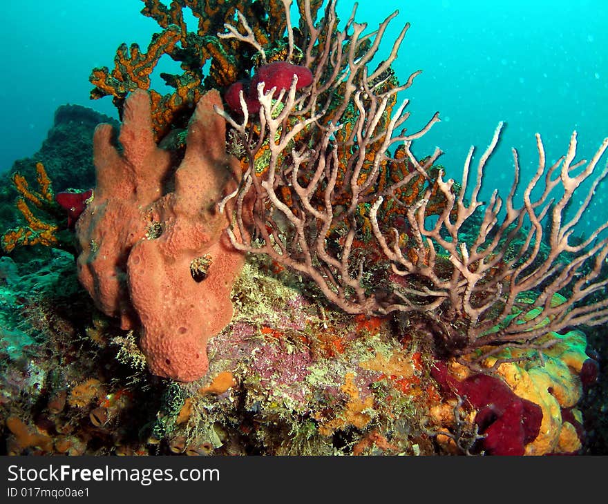 This beautiful coral was taken in Pompano Beach, Florida. This beautiful coral was taken in Pompano Beach, Florida.