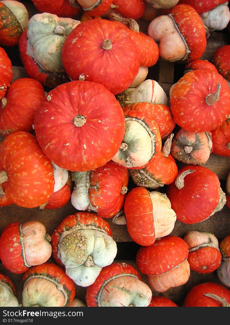 Fall harvest of red achorn gourds.