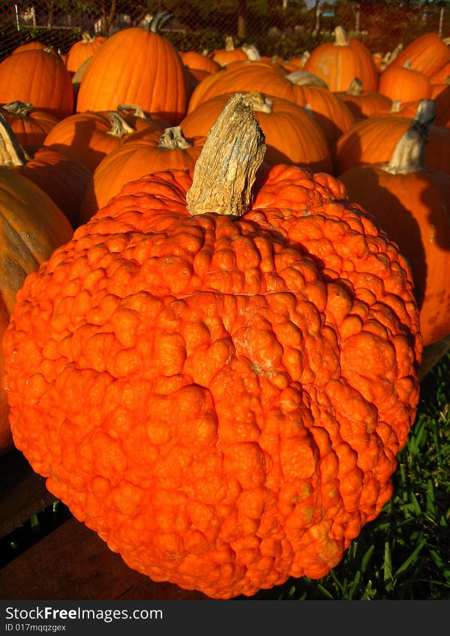 Pumpkins in a pumpkin patch