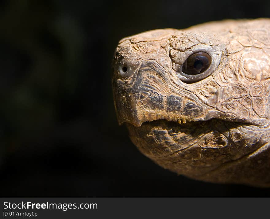 Close up shot of my turtle. Close up shot of my turtle.