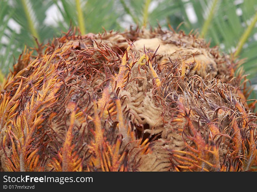 The heart of a Cycas palm resembling a hairy scalp