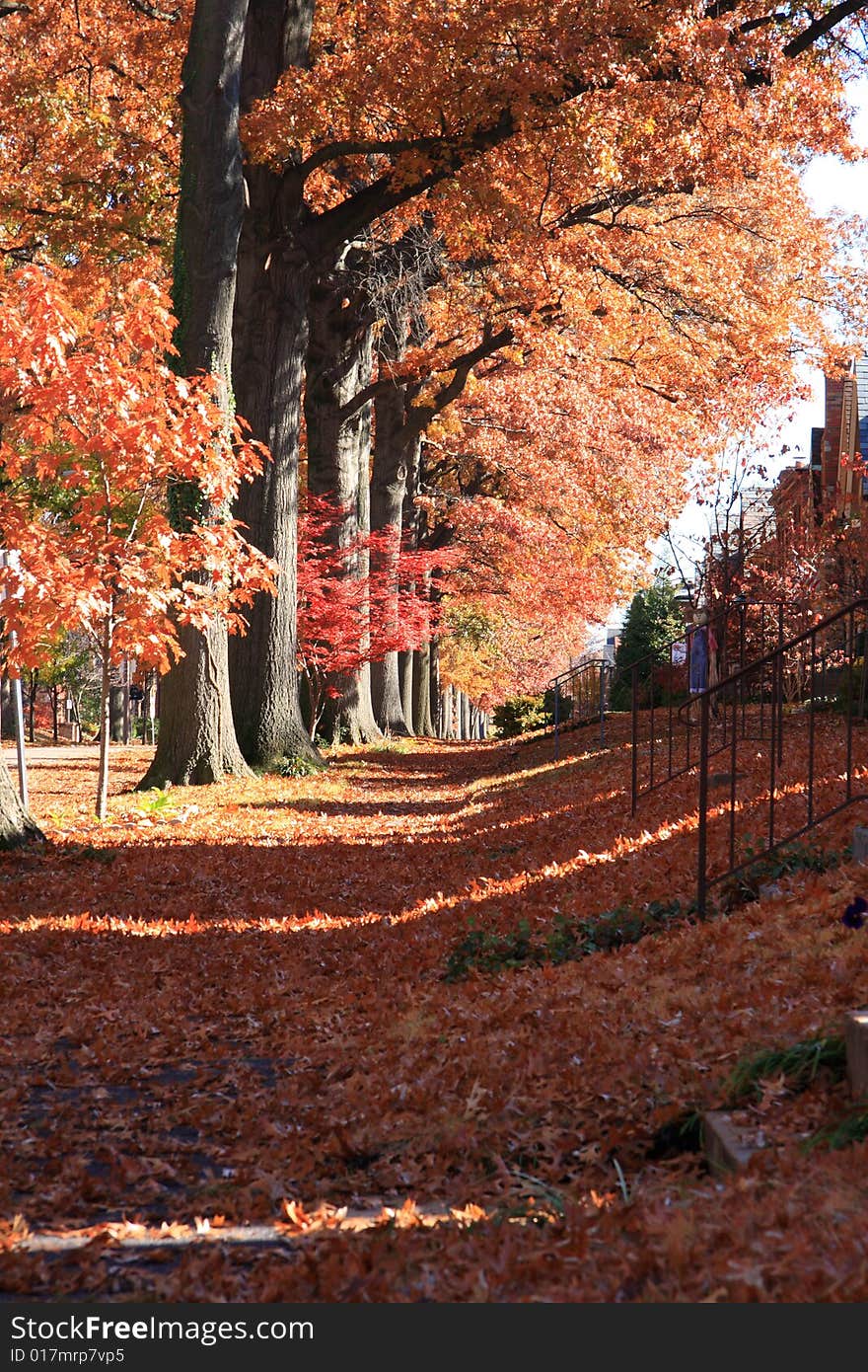 The colorful maple at city. The colorful maple at city