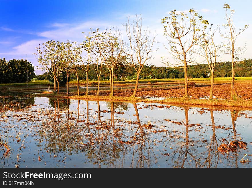 Range of a field in Thailand , it have bule sky and sunlight. Range of a field in Thailand , it have bule sky and sunlight